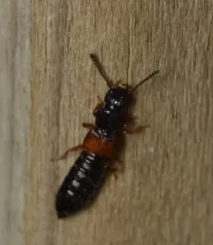 Anotylus insecatus thumbnail 4
