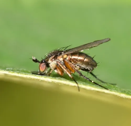 Dolichopus ramifer