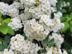 Reeve's Spirea thumbnail 4