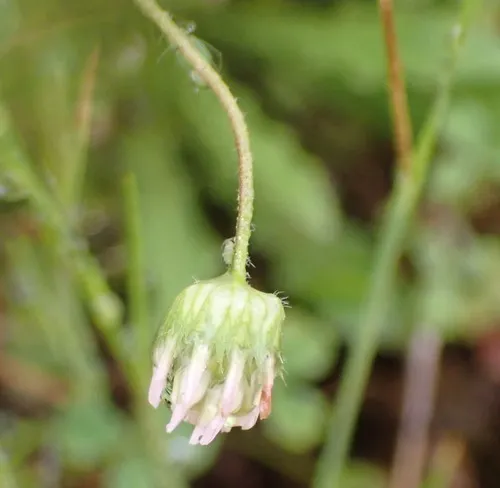thimble clover