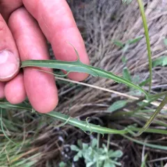 nodding microseris thumbnail 3