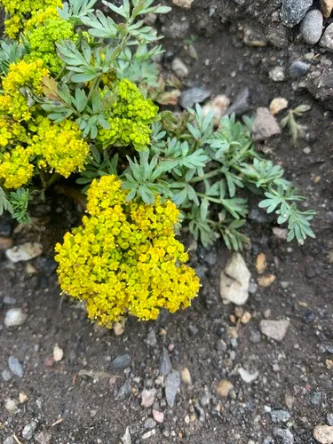 Alpine False Springparsley