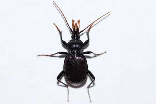 Bilobed Snail-eating Beetle