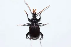 Bilobed Snail-eating Beetle thumbnail 1