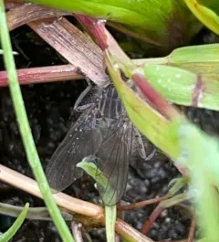 Scathophaga dasythrix thumbnail 2