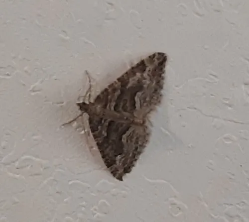 Perizoma custodiata