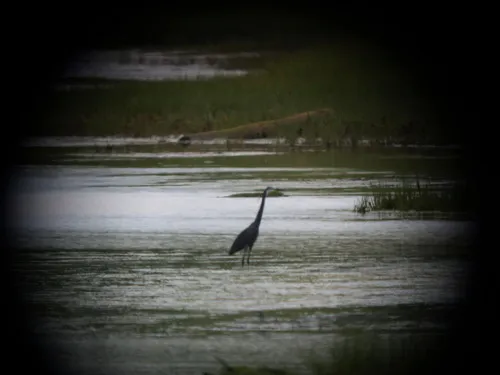 Western Reef Heron
