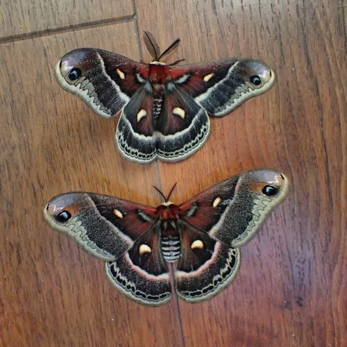 Columbia Silk Moth
