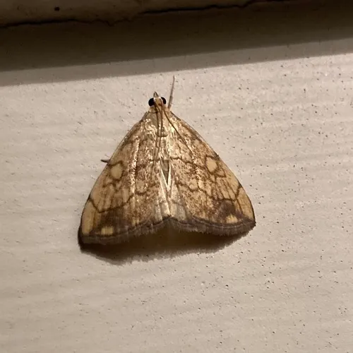 Purple-backed Cabbageworm Moth