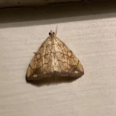 Purple-backed Cabbageworm Moth thumbnail 1