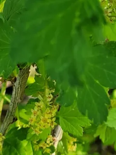 Mountain Currant thumbnail 2