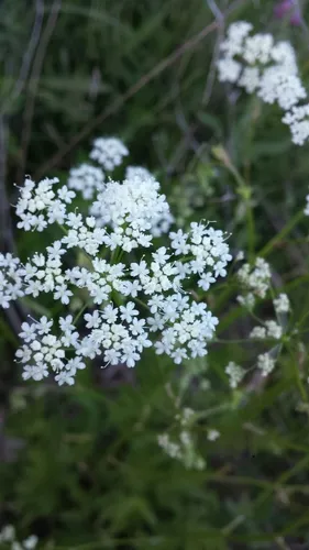 Greater Burnet-saxifrage