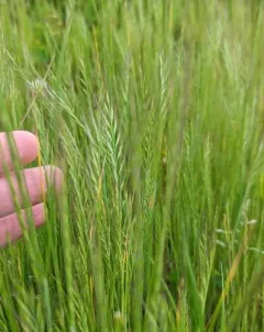 rattail sixweeks grass thumbnail 1