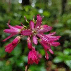 Andrews' Clintonia thumbnail 4