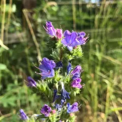 viper's-bugloss thumbnail 4