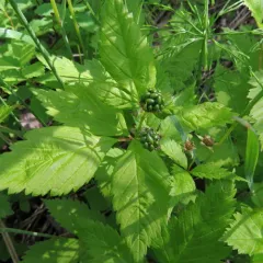 dwarf raspberry thumbnail 3