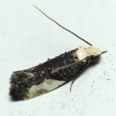 Pavlovski's Monopis Moth thumbnail 2