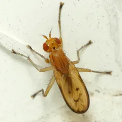 Tetanocera plebeja thumbnail 3