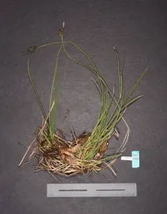 Long-styled Sedge thumbnail 2