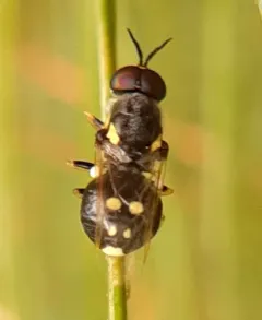 Caloparyphus tetraspilus thumbnail 1