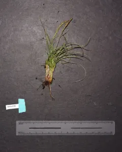 Coiled Sedge thumbnail 2