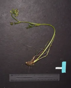 Calder's Lovage thumbnail 2