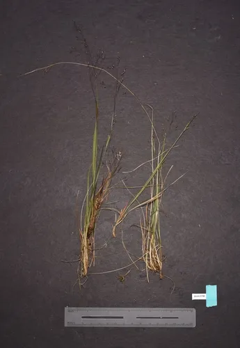 Idaho bent grass