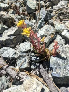 Blue Creek Stonecrop thumbnail 3