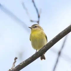 Philadelphia Vireo thumbnail 4