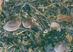 Cortinarius subpaleaceus thumbnail 2