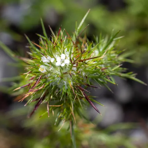needleleaf navarretia
