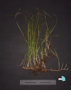 Yellow-flowered Sedge thumbnail 2