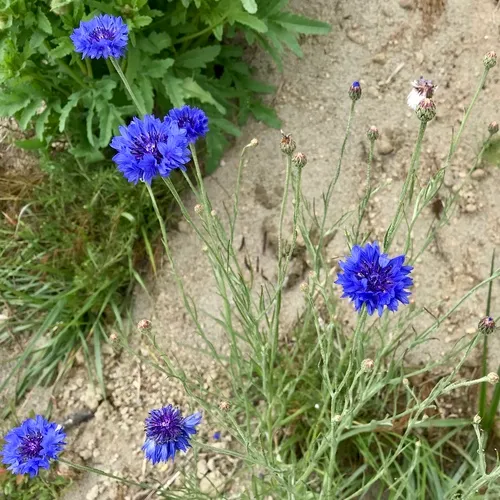 Cornflower