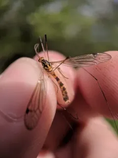 Tipula nobilis thumbnail 2