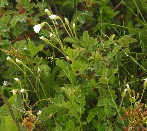 western field mouse-ear chickweed