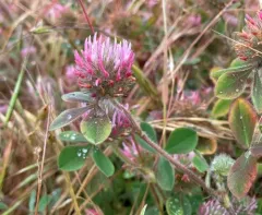 Rose Clover thumbnail 2