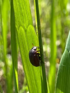 Harvest June Beetle thumbnail 3