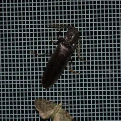 Bipectinate Click Beetle thumbnail 3