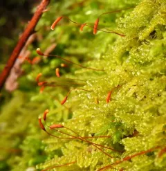 Curly Plait Moss thumbnail 4