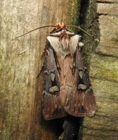 Oblique Dart thumbnail 3