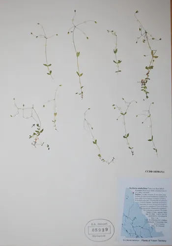 Colorado Starwort