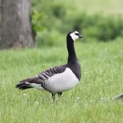 Barnacle Goose thumbnail 3