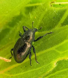 Tyloderma nigrum thumbnail 4