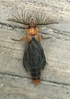 Plumose Glowworm Beetle thumbnail 1