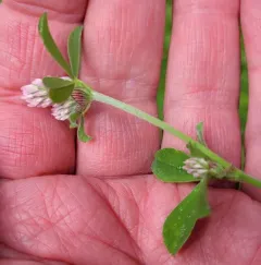 Knotted clover thumbnail 3