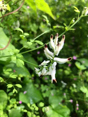 white ramping-fumitory