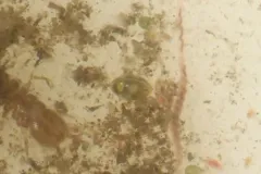 Cypridopsis vidua thumbnail 3