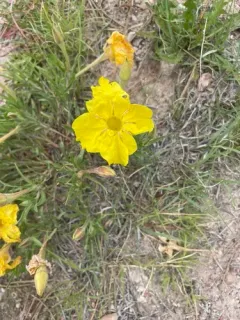 lavenderleaf sundrops thumbnail 4