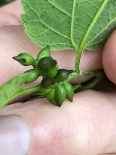Hackberry Tenpin Gall Midge thumbnail 2