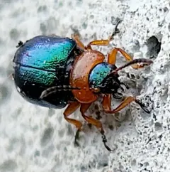 Knotweed Leaf Beetle thumbnail 4